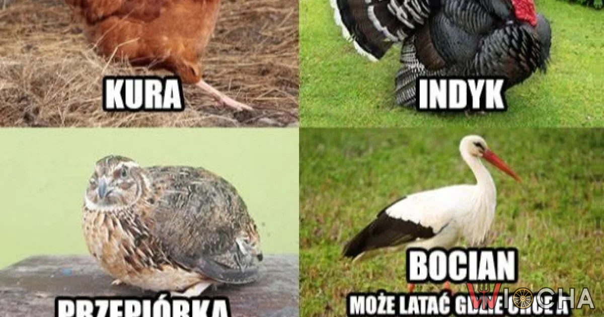 Może lecieć gdziekolwiek