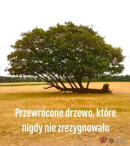 Nie poddawaj się!