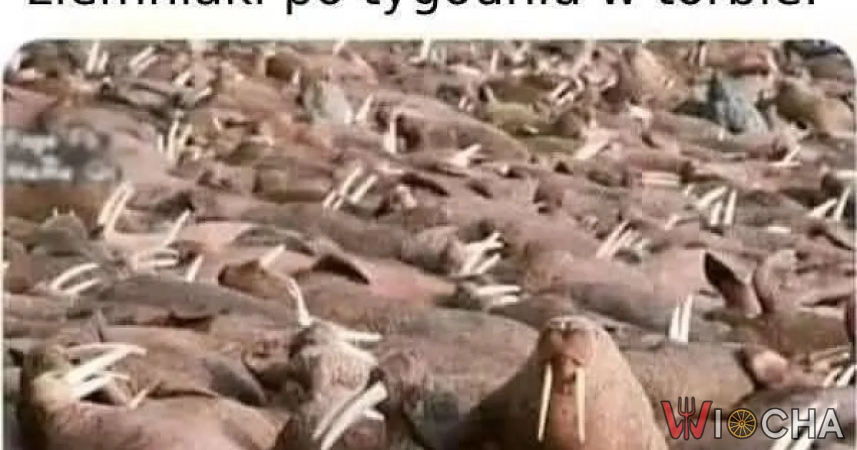 One wychodzą z siebie
