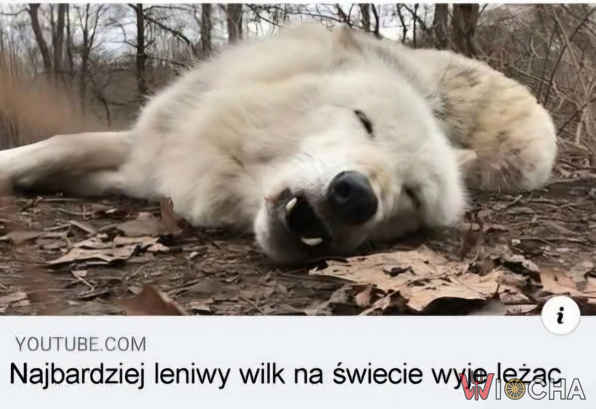 Wilk w trybie leniwym