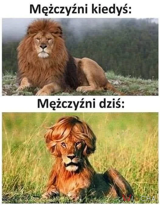 Ewolucja męskości