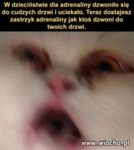 Adrenalina z dzieciństwa wraca