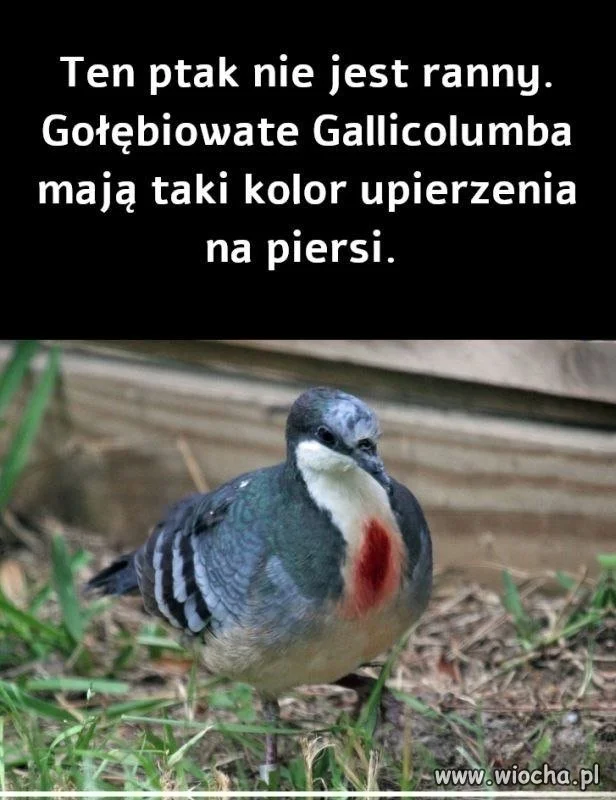 Ptak ze złamanym sercem?