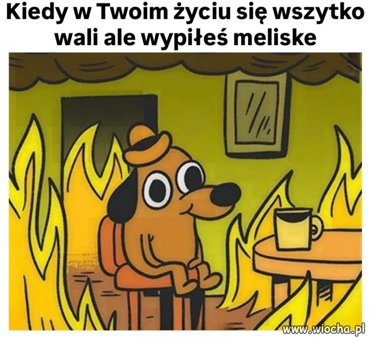Cała nadzieja w melisie