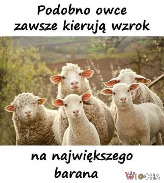 Owce raczej wiedzą co robią