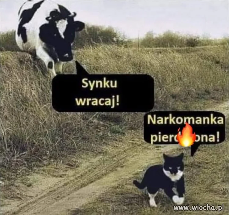 Krowę nieźle odkleiło