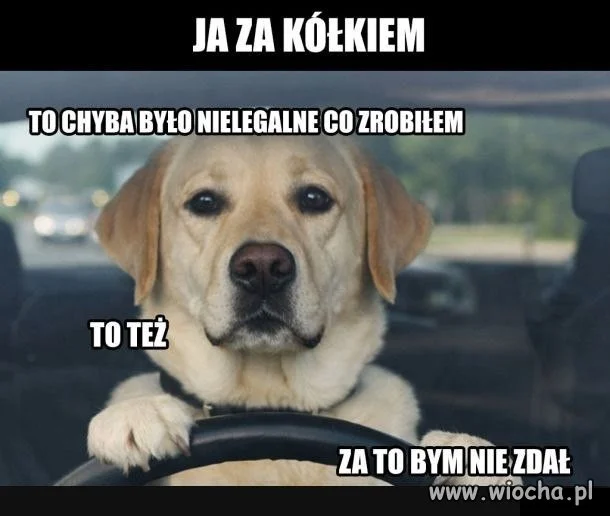Jakim cudem niektórzy zdali prawo jazdy?
