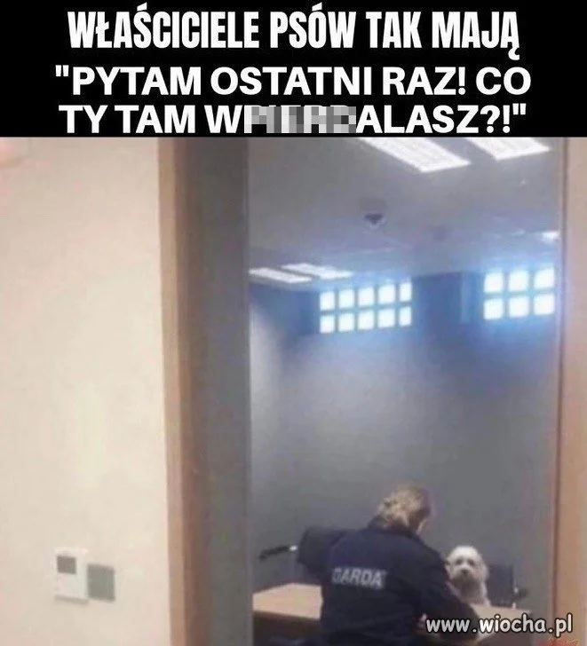 Pies ma prawo