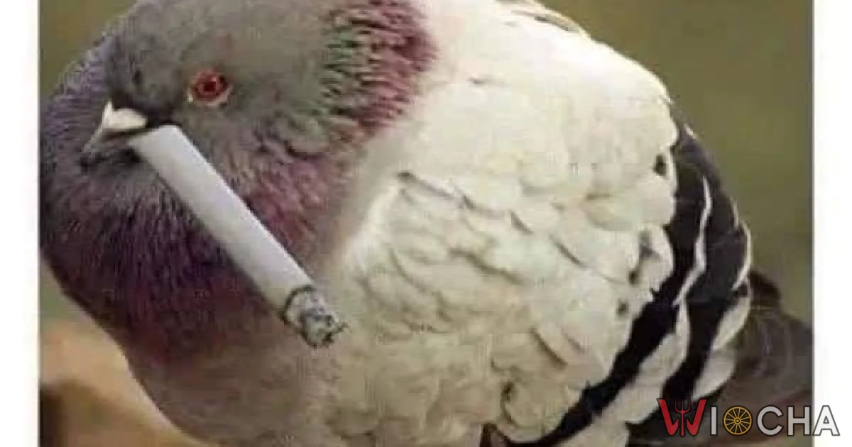 Widzę siebie w tym gołębiu