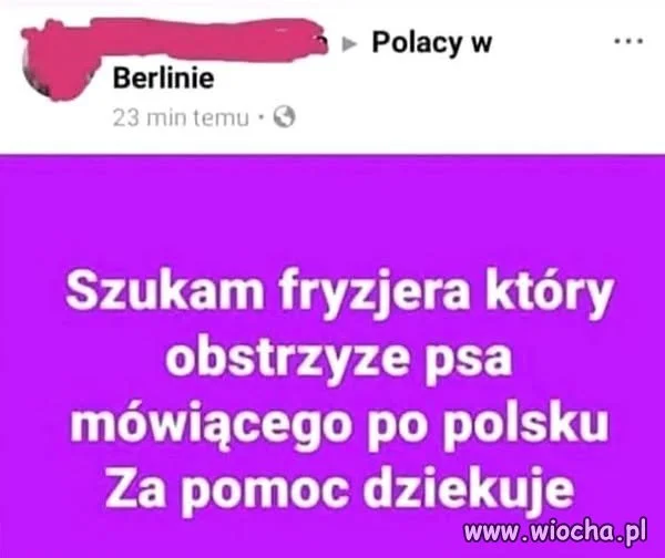 ...zapewne w wigilię chce psiaka