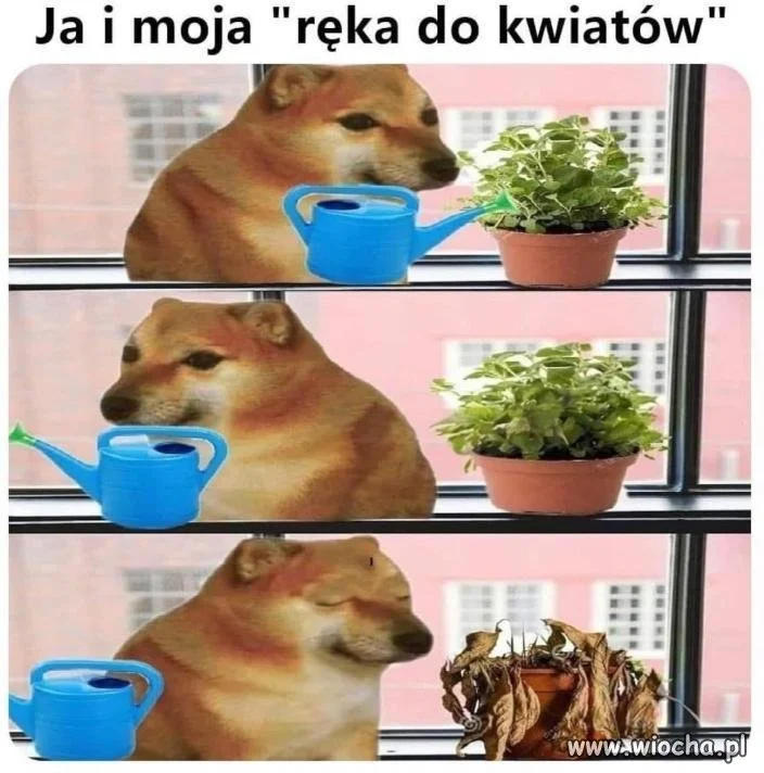 Dokładnie taka jest moja ręka do kwiatów