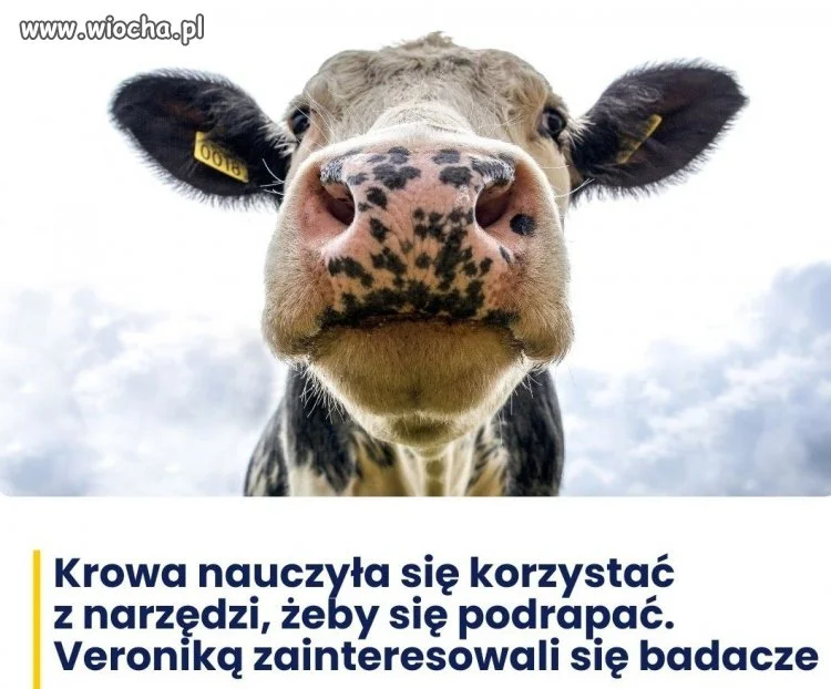 Veronika jest mądrzejsza niż większość ludzi
