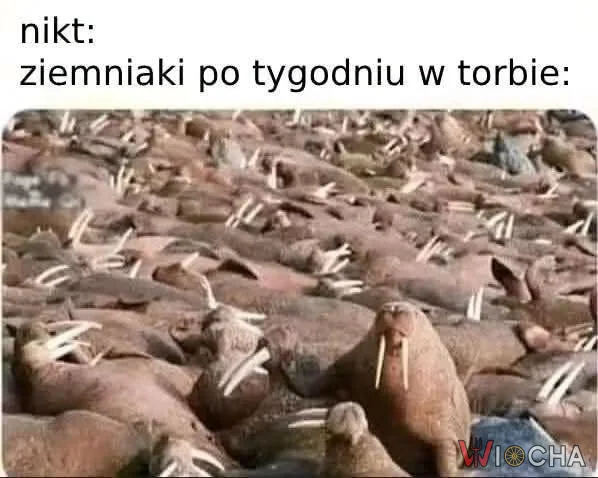 One wychodzą z siebie