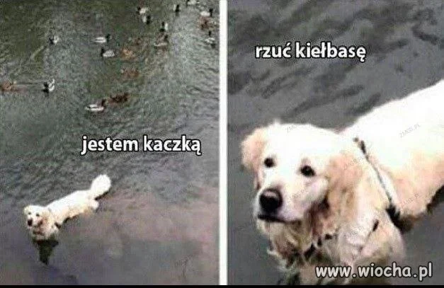 Psy o północy w wigilię