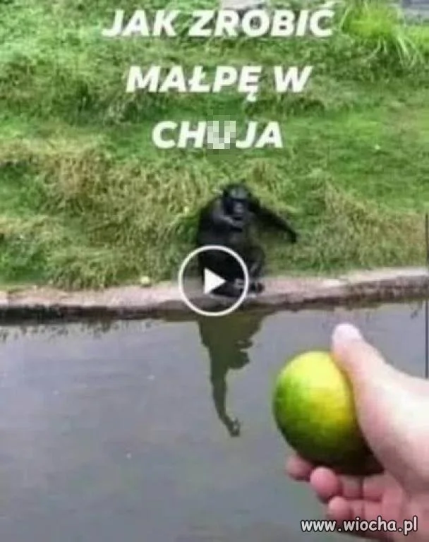 Jak zrobić małpę w ch**a