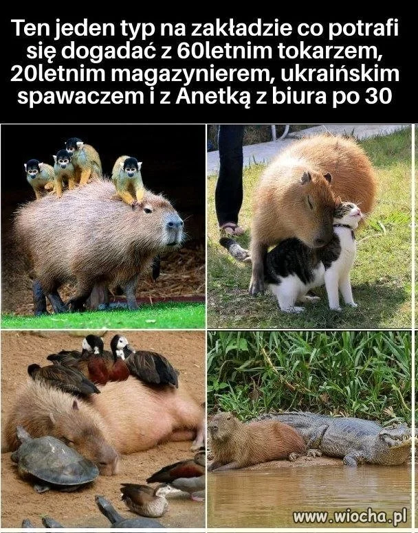 Typ ma moc