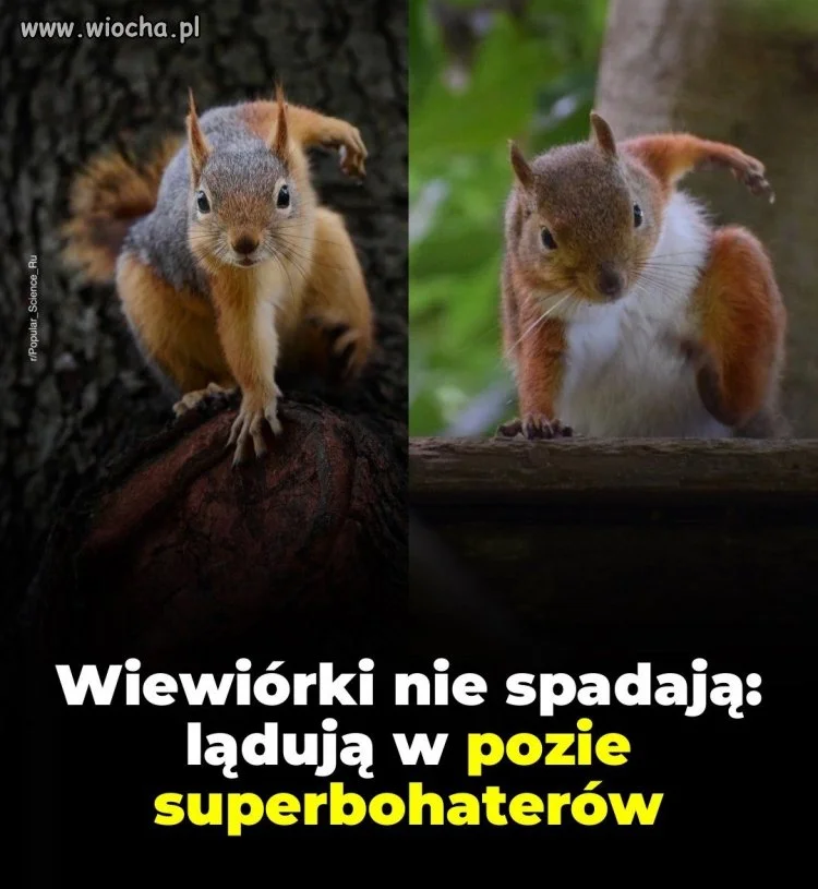 To spiderman wśród zwierząt