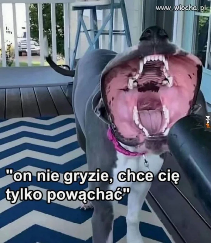 Nie bój się, to tylko przytulanka