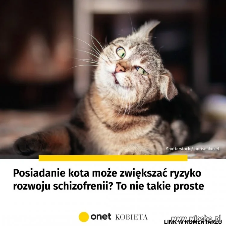 Posiadanie kota zwiększa ryzyko schizofrenii?