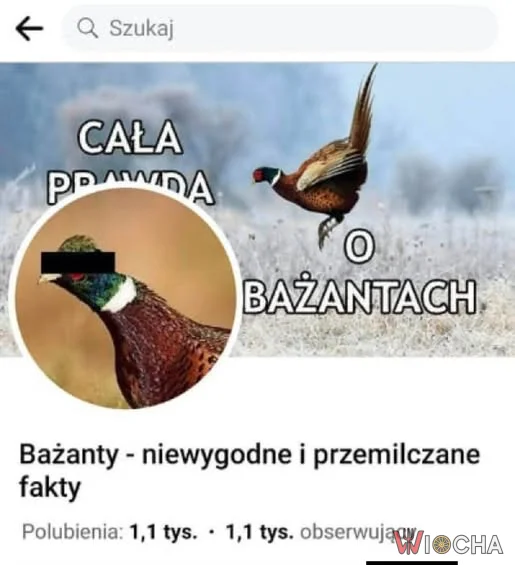 Bażanty naprawdę