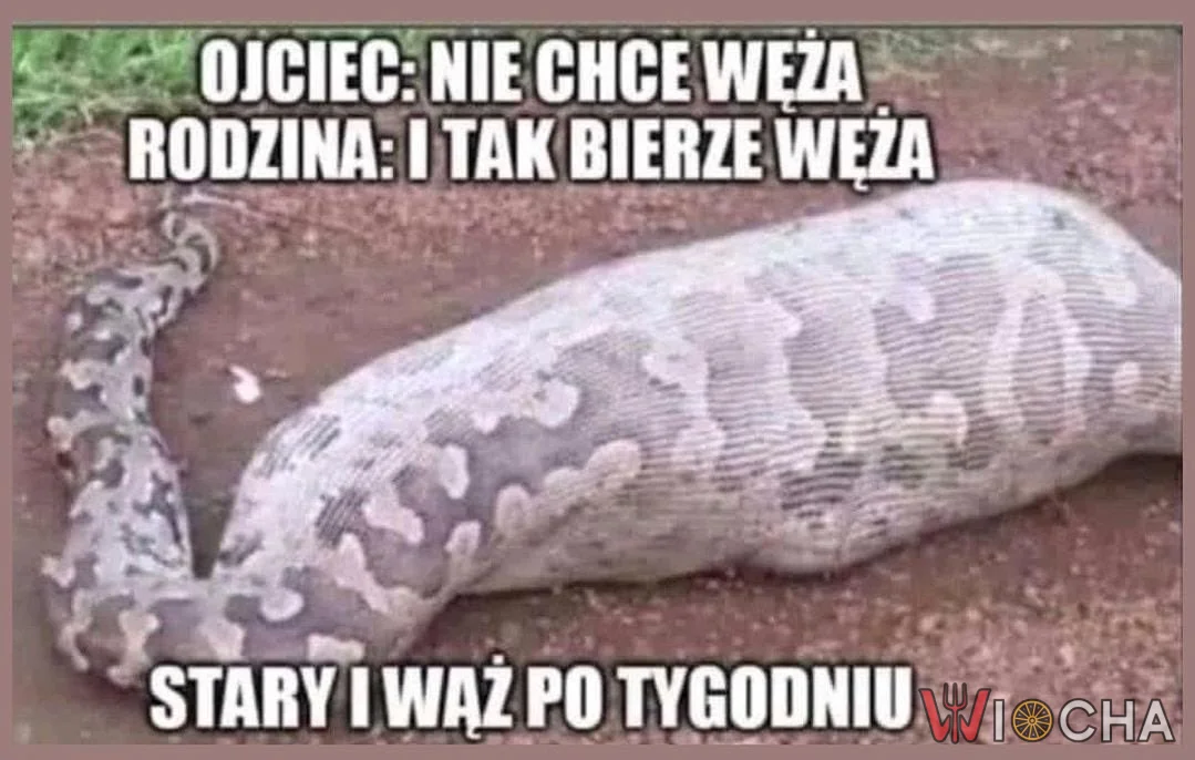 Stary i wąż po tygodniu