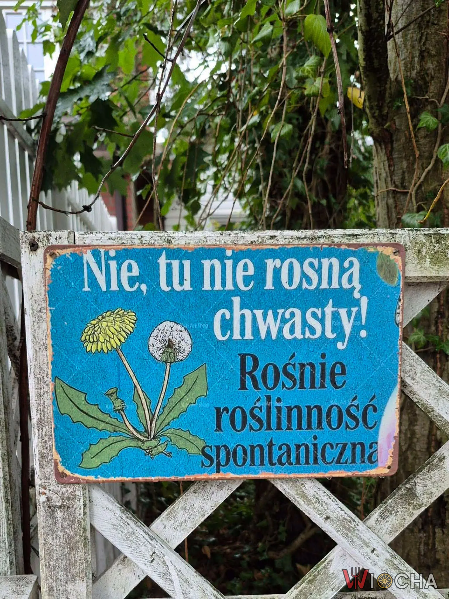 Roślinność spontaniczna