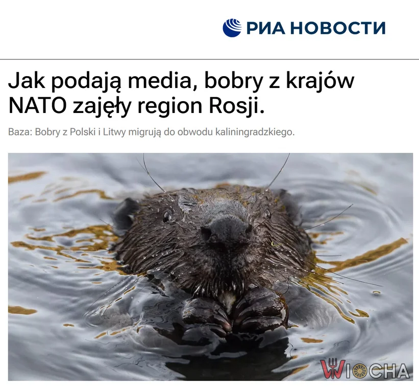 Mieszkańcy Królewca obawiają się, że inwazja tych zwierząt może obniżyć plony w regionie