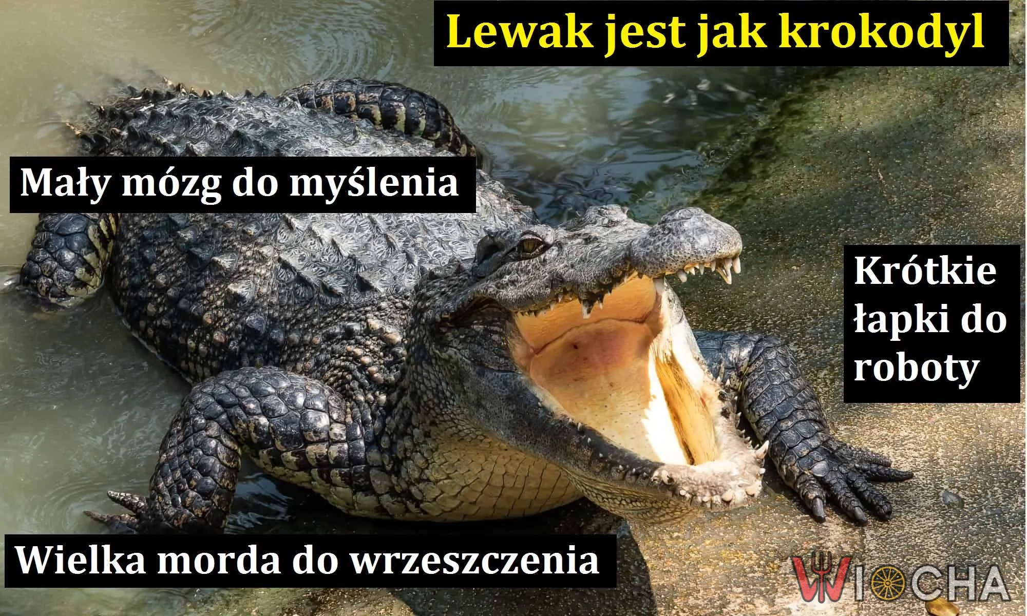 Lewak krokodyl.