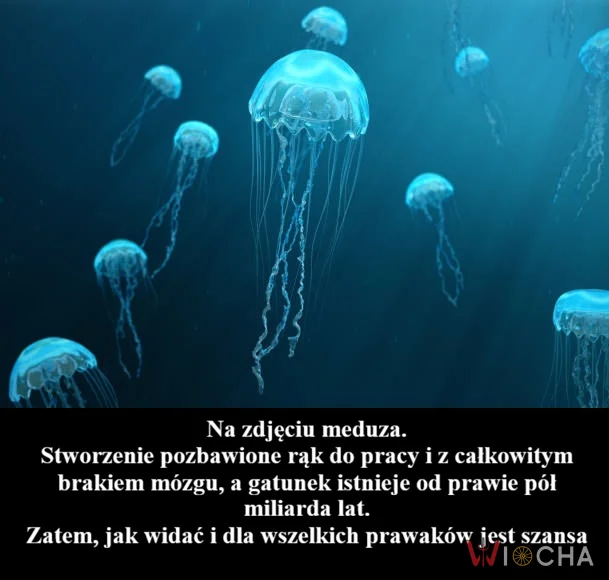 Meduza, pozbawiona mózgu, jak prawak rozumu