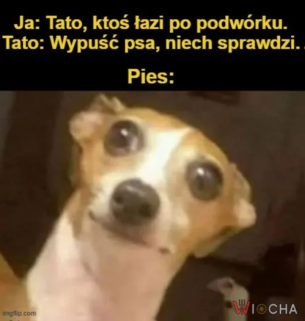 Zaufaj psu!