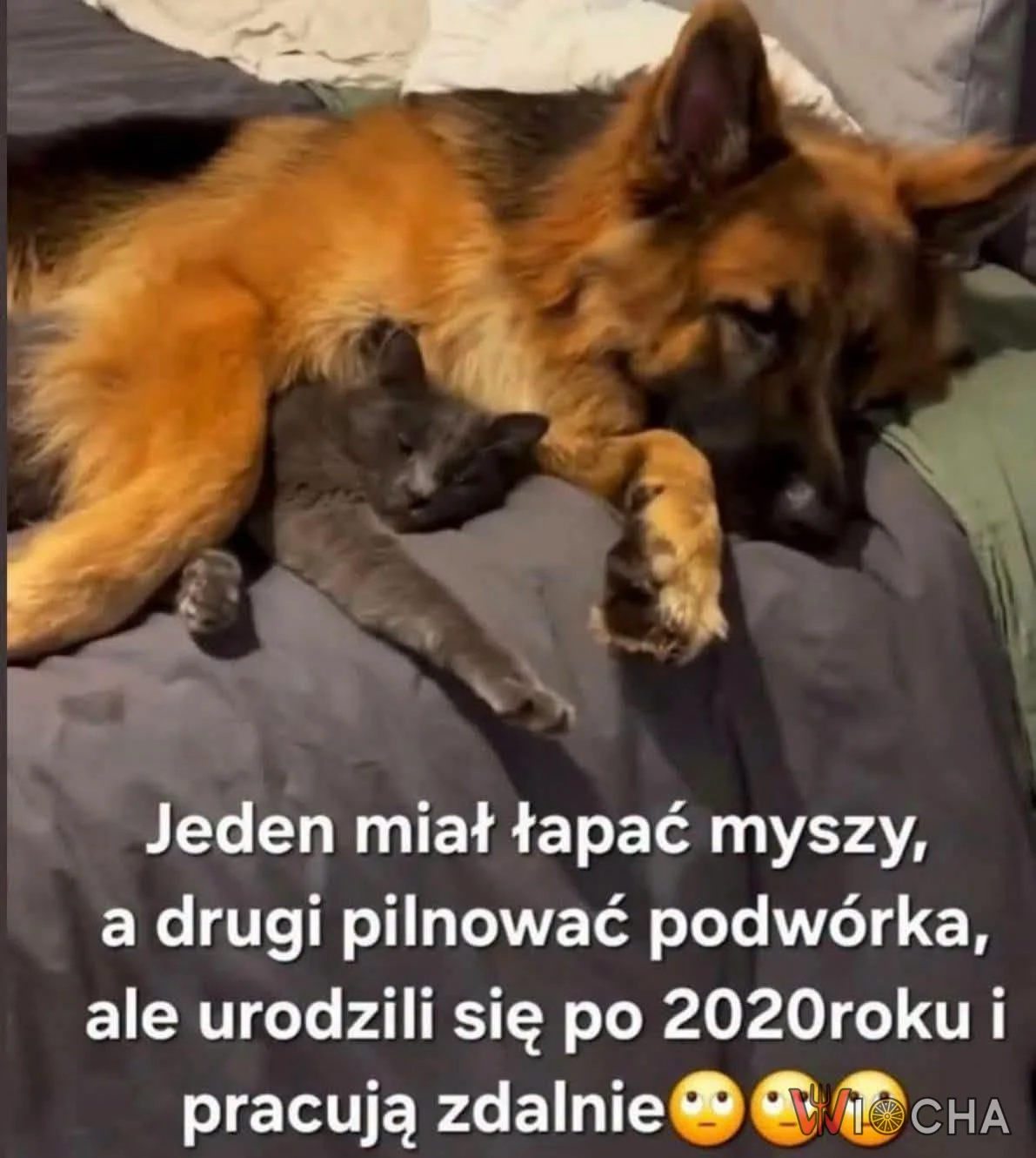 Praca zdalna w duecie