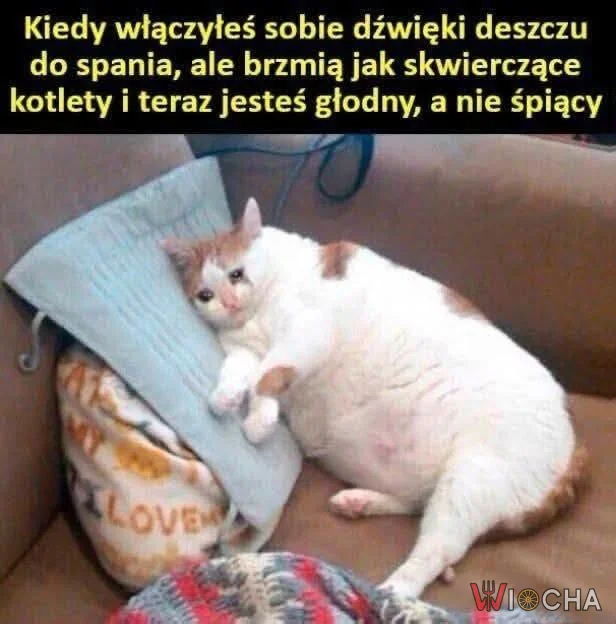 Koty i ich życiowe dylematy