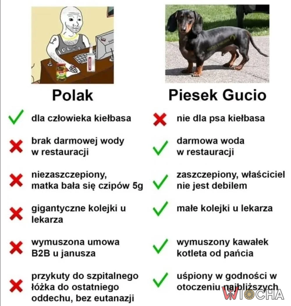Polak vs pies