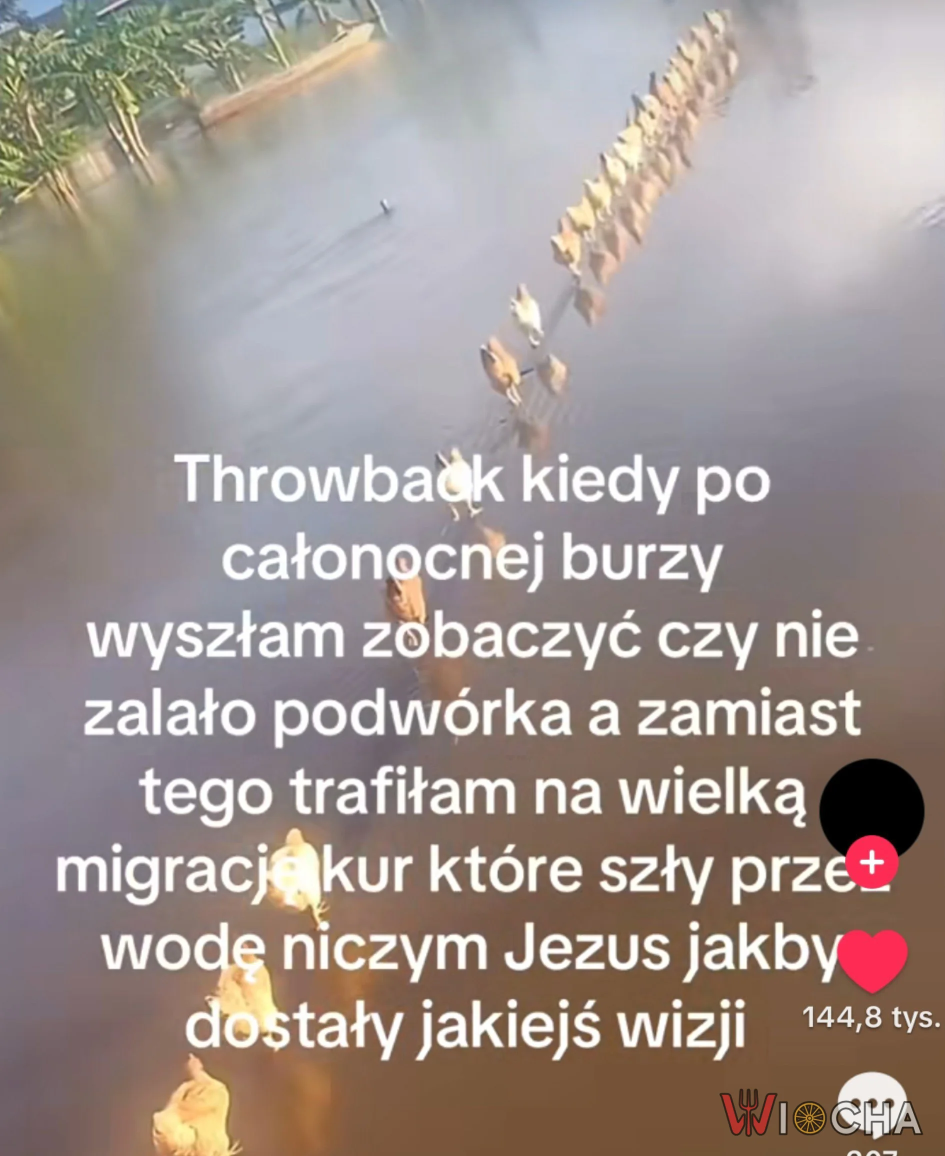 Kury jak Jezus