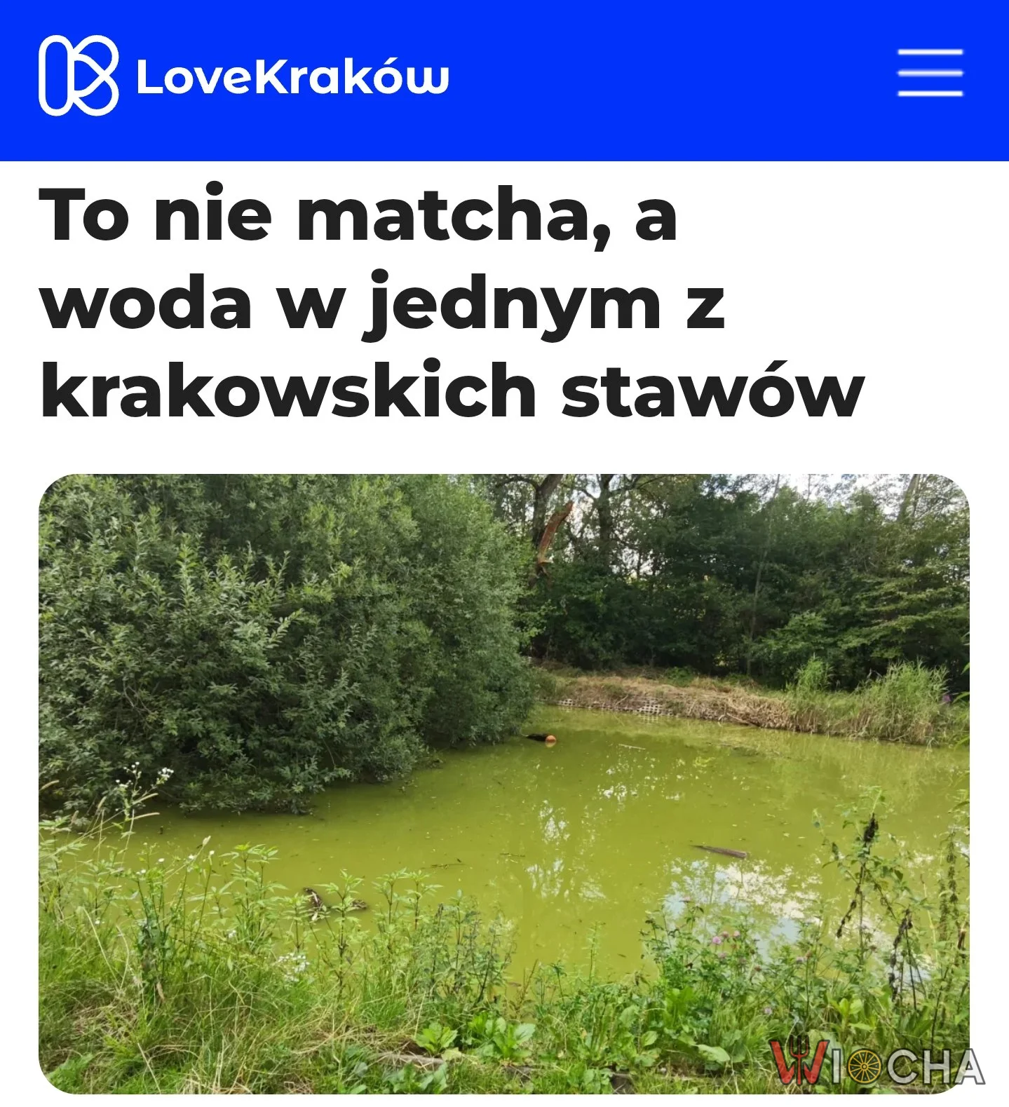 Nowa palarnia matchy w Krakowie