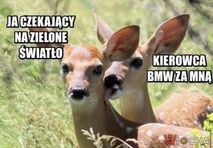 Dlaczego to jest zawsze BMW?