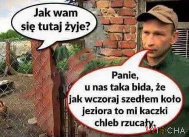 Taka bida, że kaczki chleb rzucają