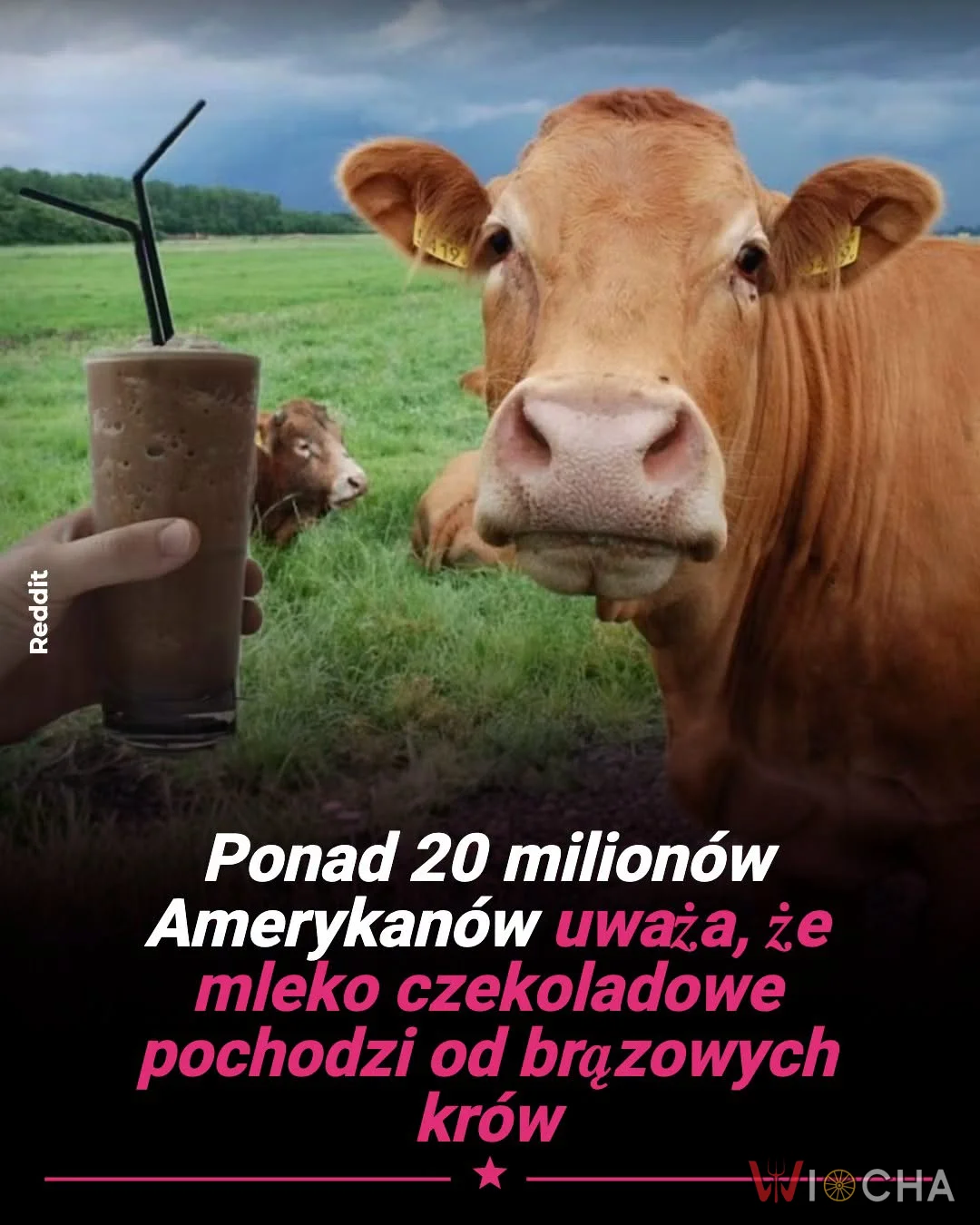 Czekoladowe krowy?