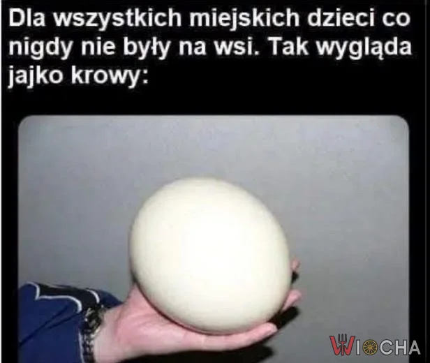 Jajko krowy