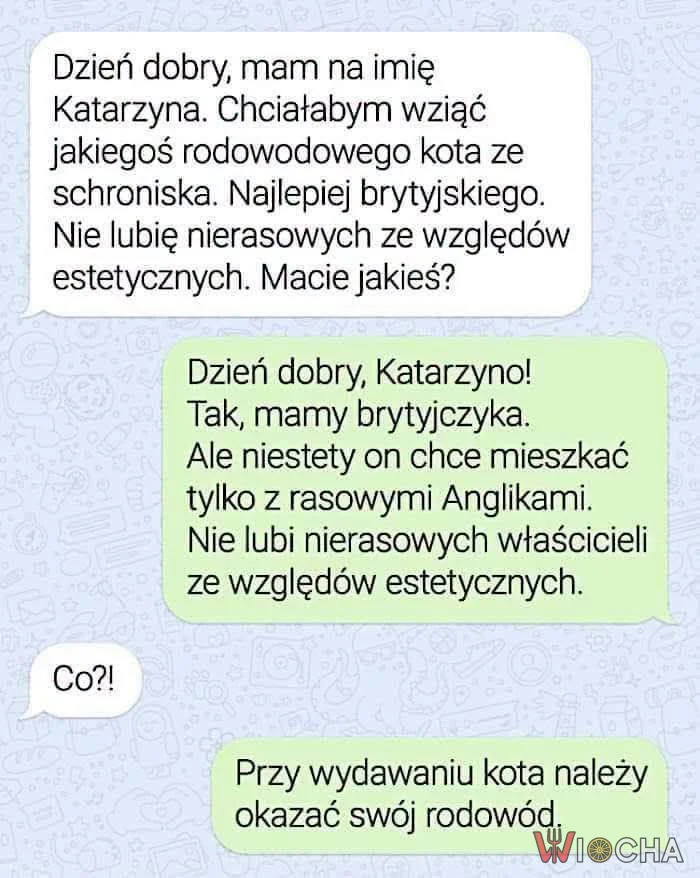 Rodowód kota na wagę złota
