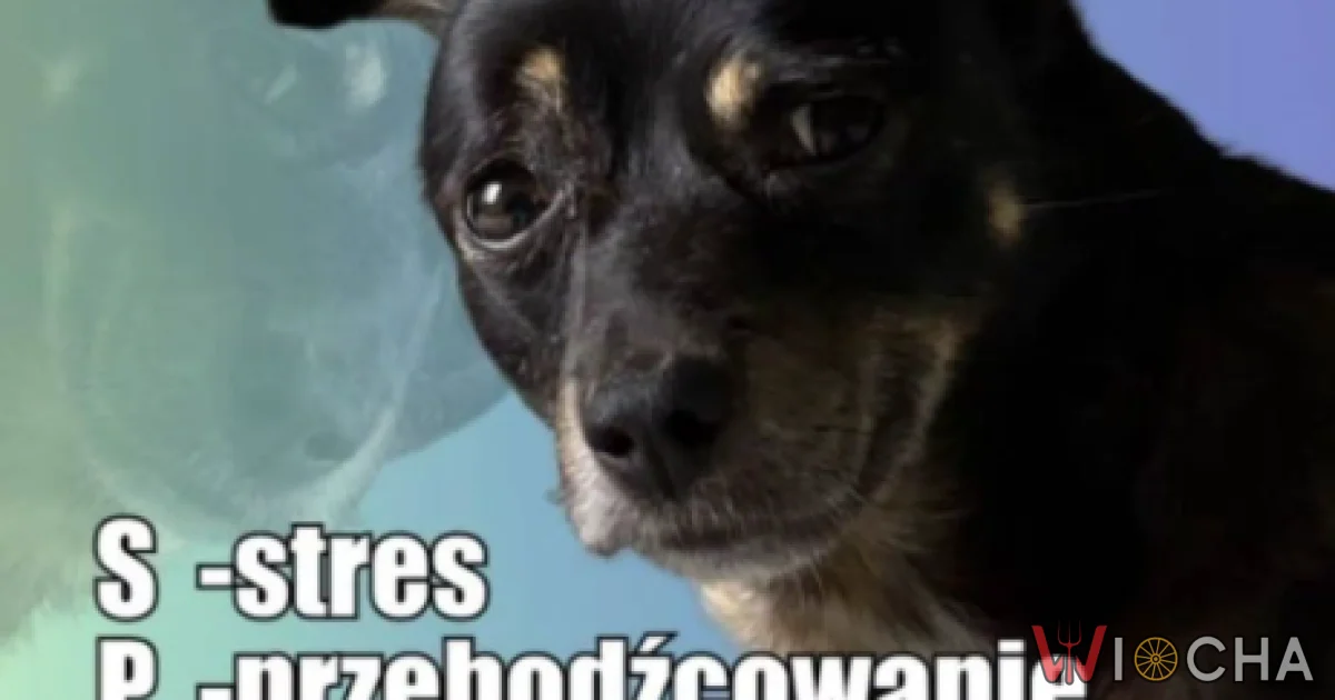 Dorosłość jest spoko