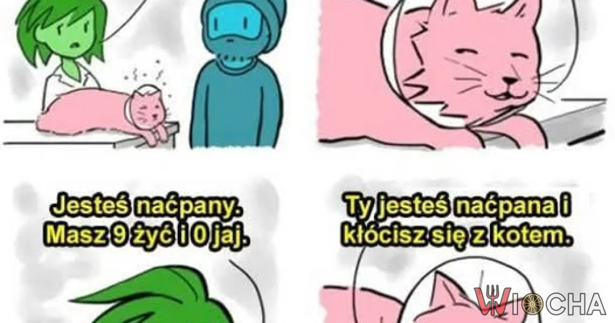 Rozmawiasz z kotem