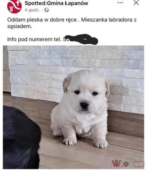 Mieszanka labradora z sąsiadem