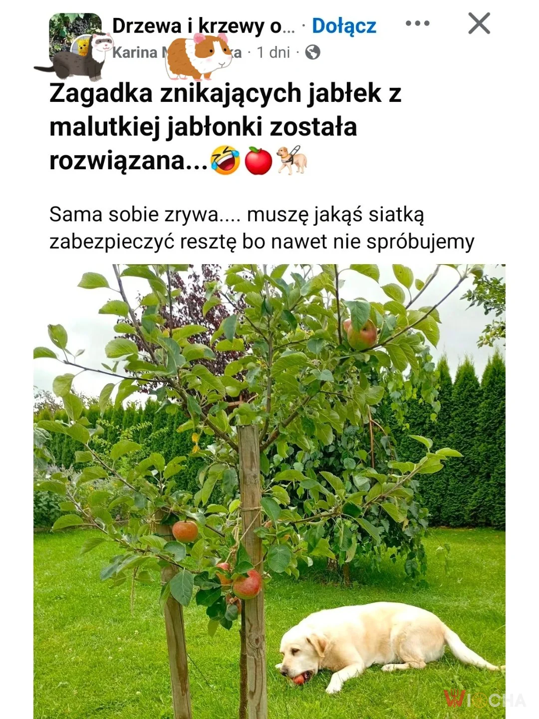 Jabłkowe tajemnice