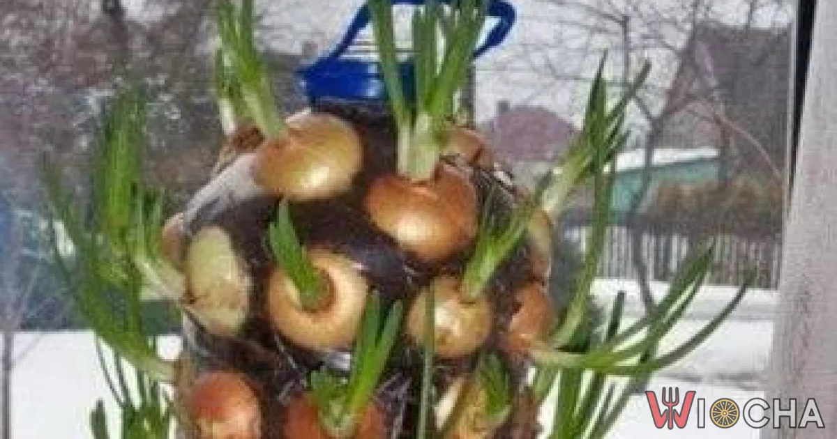 Ananas z Podlasia?
