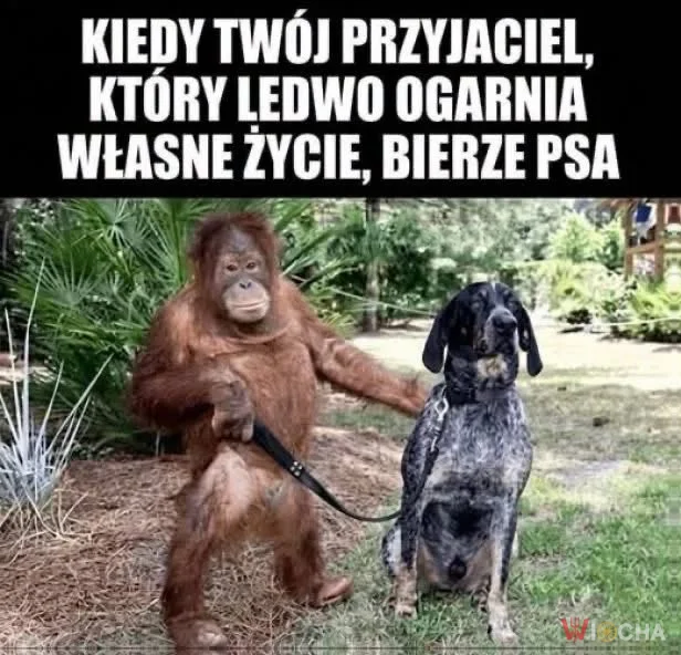 Nie ogarnia, ale ma psa
