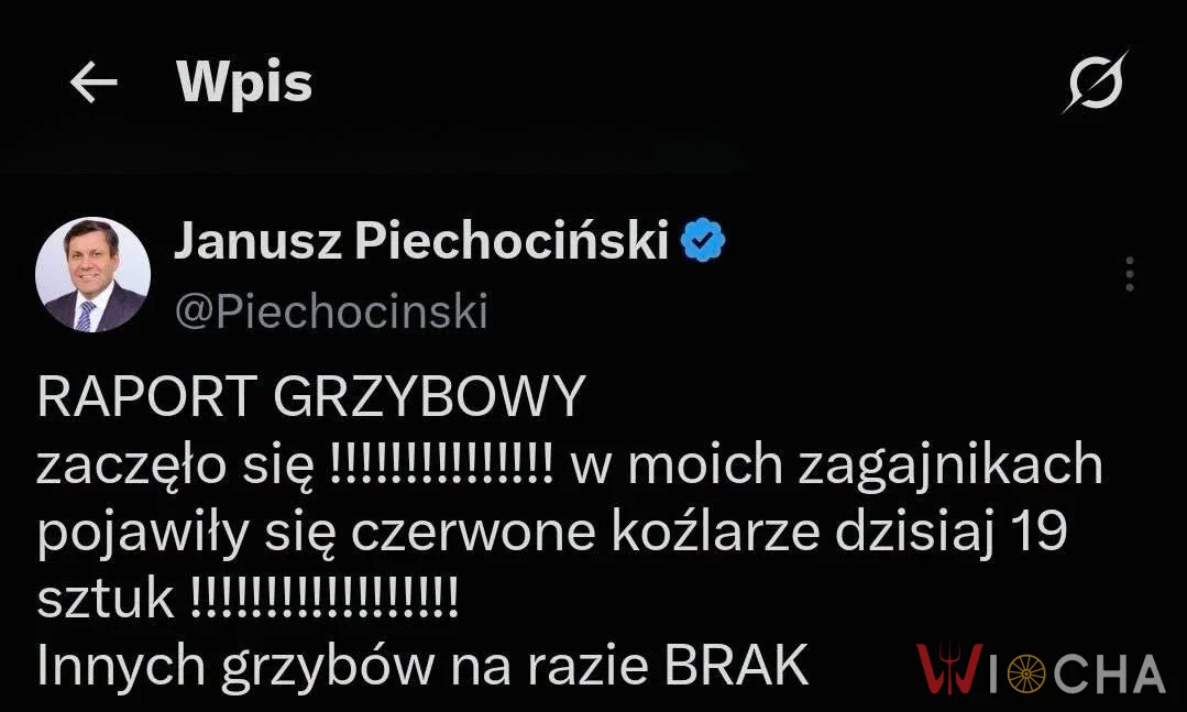 Grzybowy raport