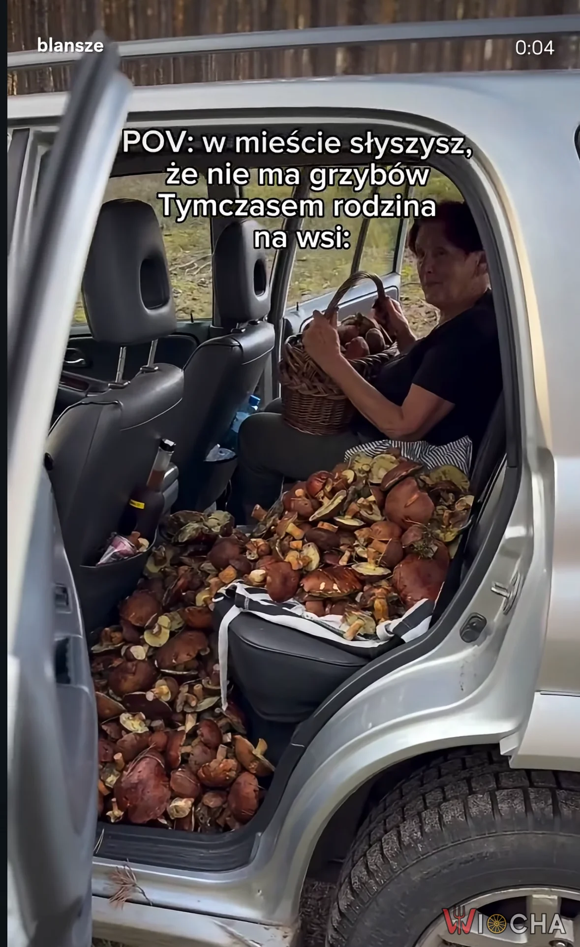 Grzyby z lasu, nie z miasta