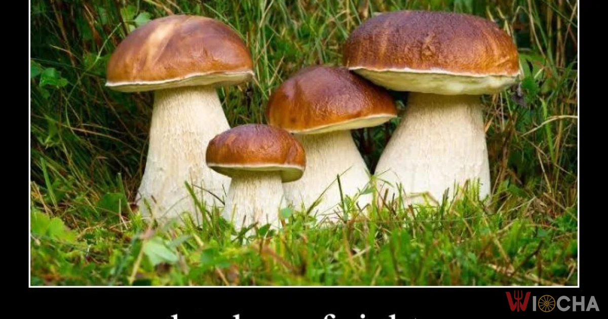 Proszę Państwa, oto prawdziwki