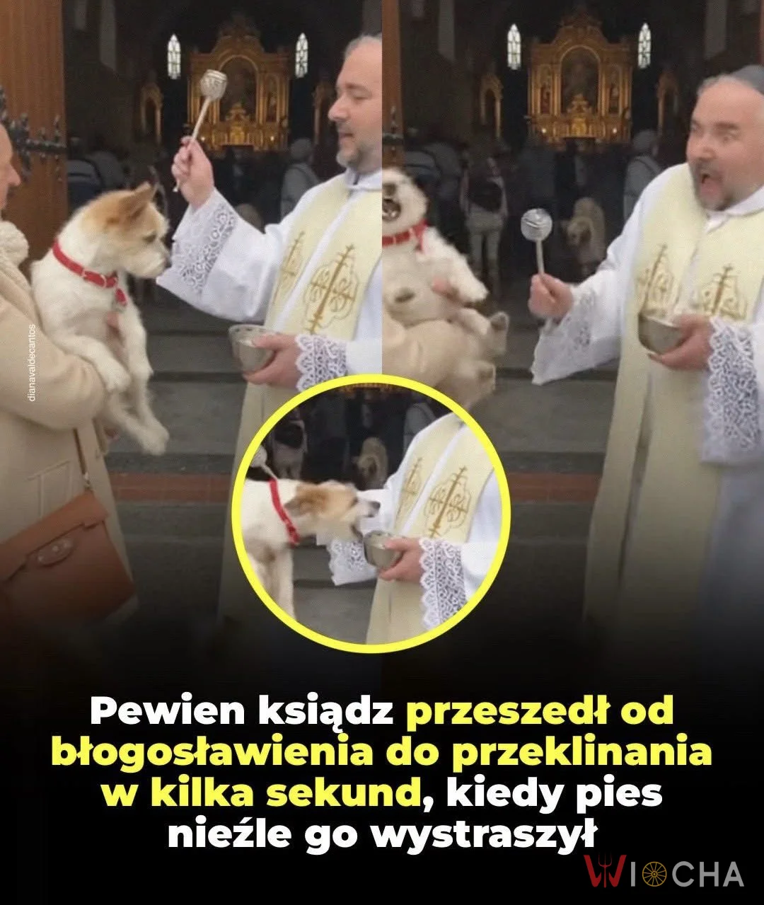 Błogosławieństwo pieska